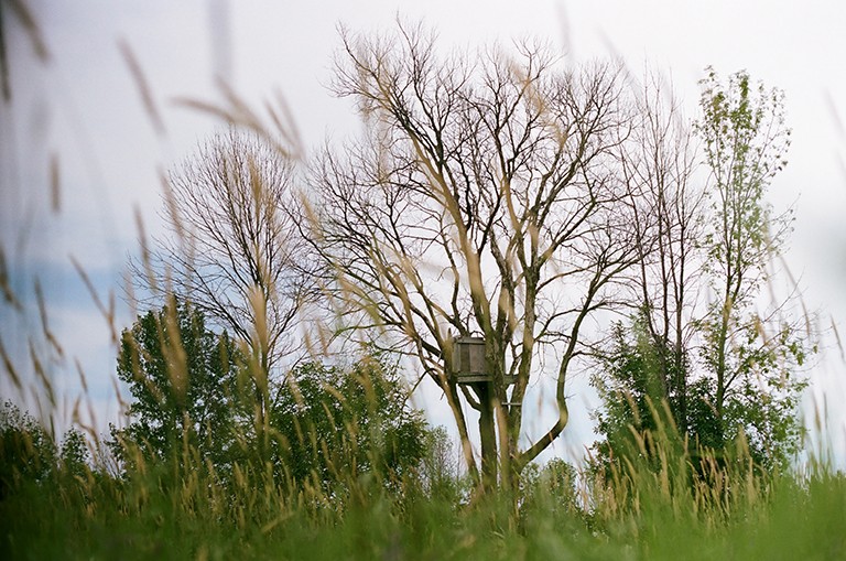 Photo of a tree house taken through strands of long grass